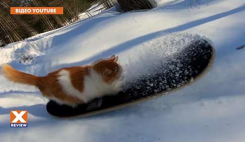 Кот-сноубордист!