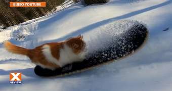 Кот-сноубордист!